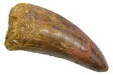 Serrated, Carcharodontosaurus Tooth - Real Dinosaur Tooth #351629-1